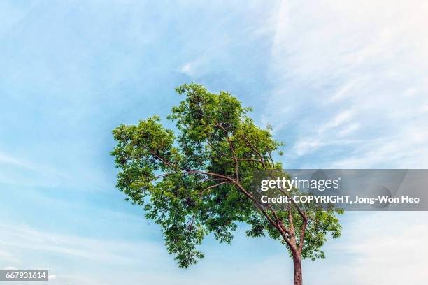 a bent tree with green leaves - bent tree stock pictures, royalty-free photos & images