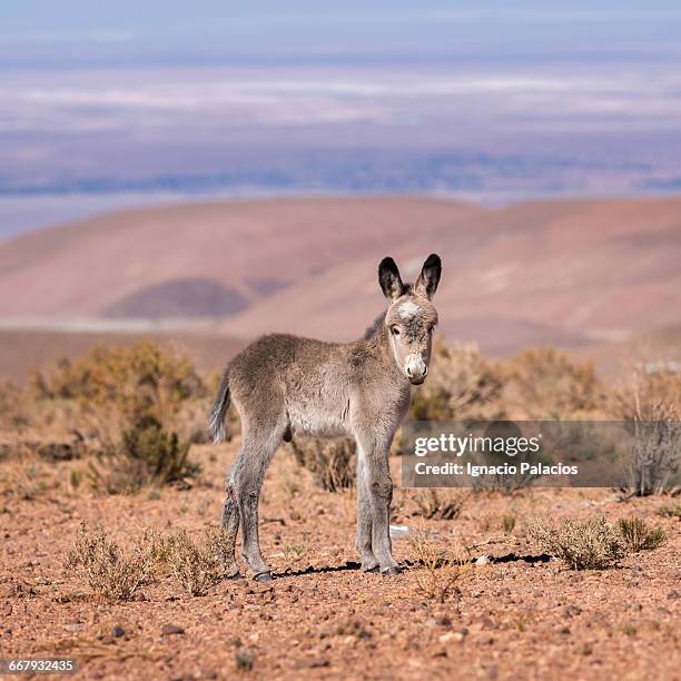 donkeys, atacama desert - donkey stock pictures, royalty-free photos & images