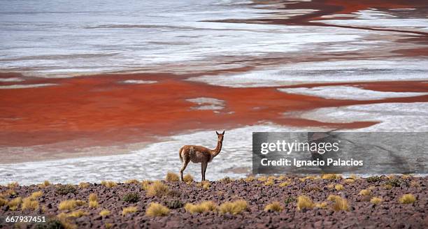 vicugna bolivian altiplano red lagoon - vicuna stock pictures, royalty-free photos & images