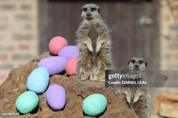 Meerkats are given an Easter treat during a photocall at London Zoo in central London on April 13, 2017.