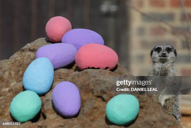 Meerkats are given an Easter treat during a photocall at London Zoo in central London on April 13, 2017.