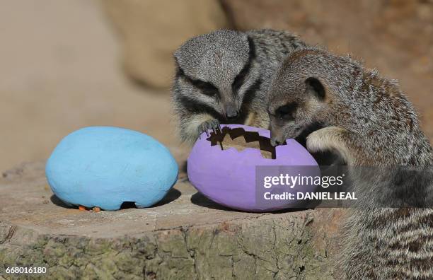 Meerkats are given an Easter treat during a photocall at London Zoo in central London on April 13, 2017.