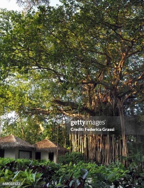 Prop Roots Photos and Premium High Res Pictures - Getty Images