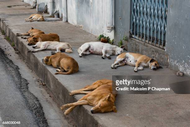 stray dogs sleeping on the pavement, pondicherry, india - let sleeping dogs lie! - pondicherry stockfoto's en -beelden