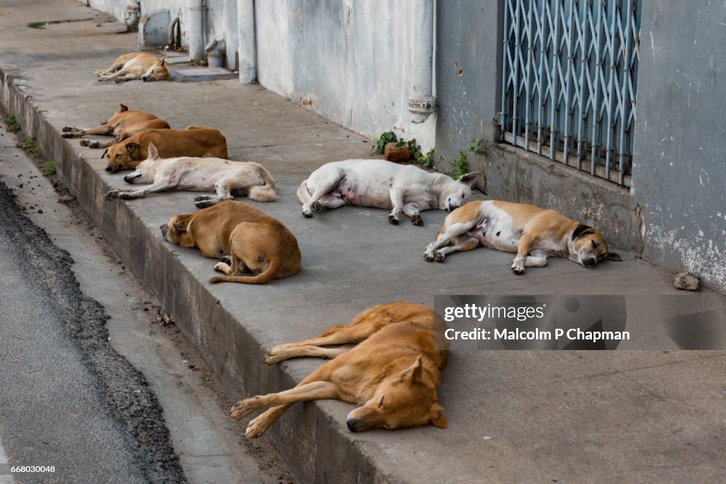 Stray dogs sleeping on the pavement, Pondicherry, India - Let sleeping dogs lie!