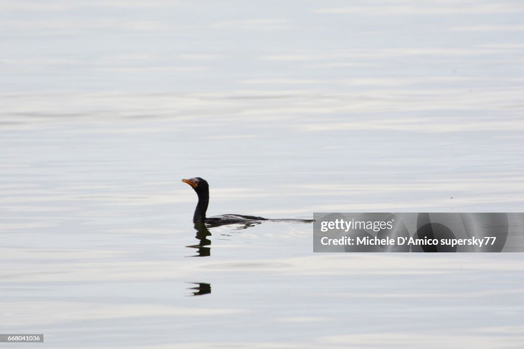 Long-tailed cormorant swimming in the calm waters of Lake Victoria