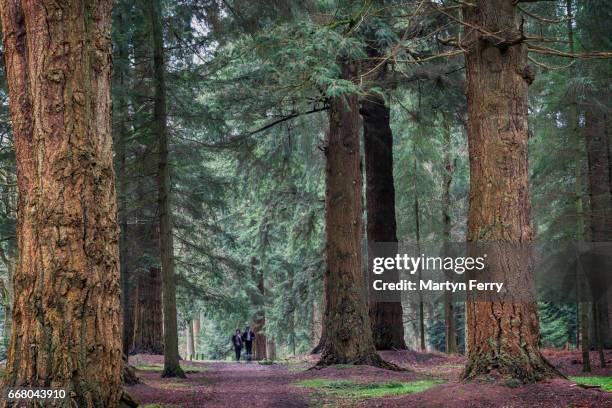 walking among giant redwoods, blackwater tall trees trail, new forest national park, hampshire, uk - hampshire england 個照片及圖片檔