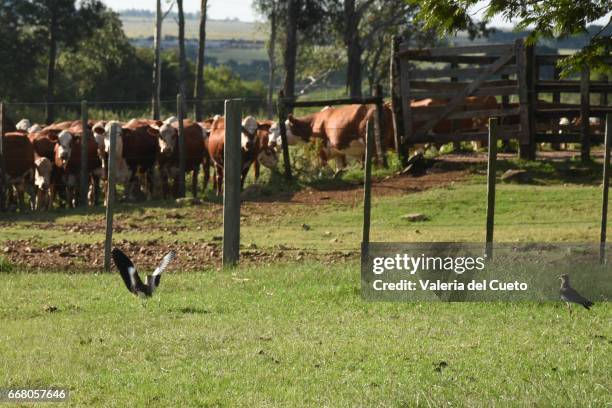 pássaros e gado braford na mangueira - cena rural stock pictures, royalty-free photos & images