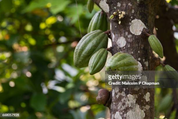 cocoa pods on tree in a plantation, palakkad, kerala, india - カカオ ストックフォトと画像