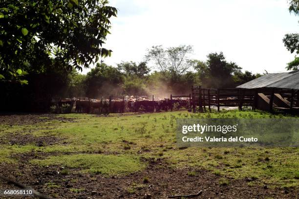 gado, cerca e poeira - poeira stock pictures, royalty-free photos & images