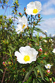 Wild flowers, Gum rockrose