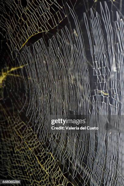 spider web way - cena rural stock pictures, royalty-free photos & images