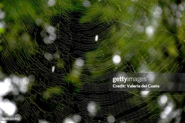 spider web - cena rural stock-fotos und bilder