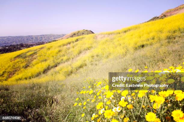 california super bloom - anaheim - california ストックフォトと画像