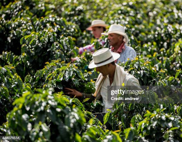 männer arbeiten an einer kaffee-farm kaffeebohnen sammeln - colombia land stock-fotos und bilder