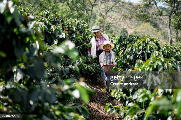 moeder en zoon verzamelen koffiebonen op een boerderij - colombia stockfoto's en -beelden