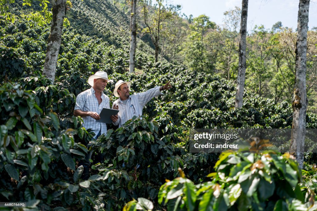 Hommes travaillant dans une ferme, récolte de café