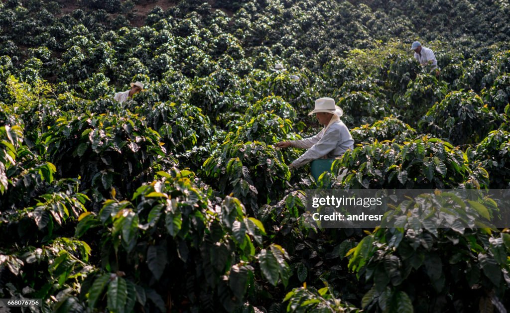 Agricultores que trabajan en una granja que recoge granos de café