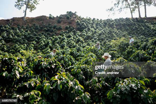 agricultores que trabajan en una finca de café que recoge granos de café - plantación fotografías e imágenes de stock