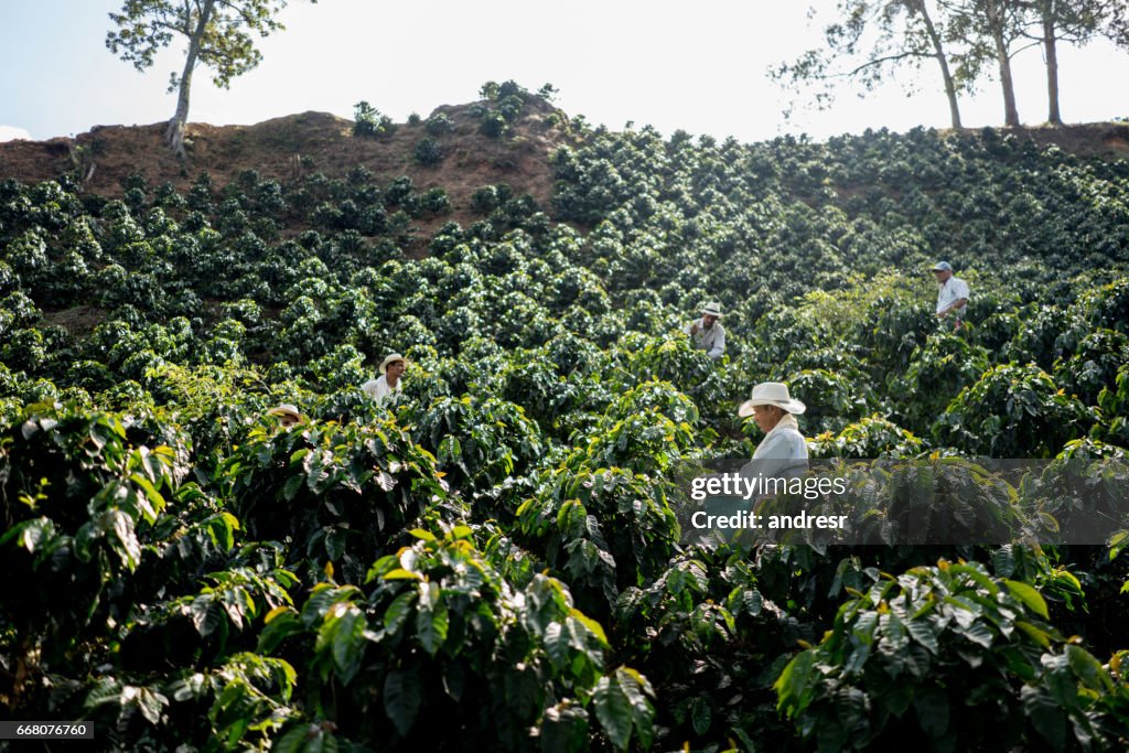 Farmers working at a coffee farm collecting coffee beans