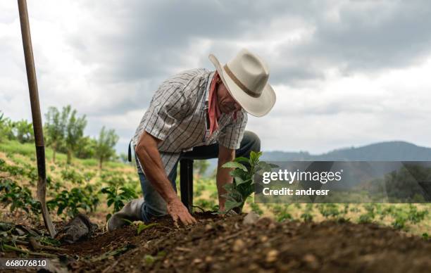 mann, das land auf einem bauernhof aussaat - crop stock-fotos und bilder