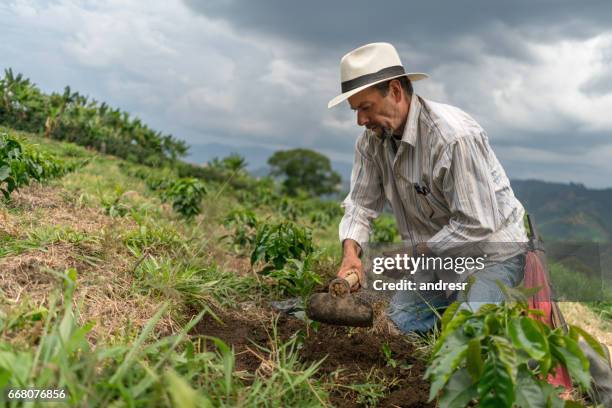 agricultor de américa latina plantando un árbol en la granja - sembrar fotografías e imágenes de stock