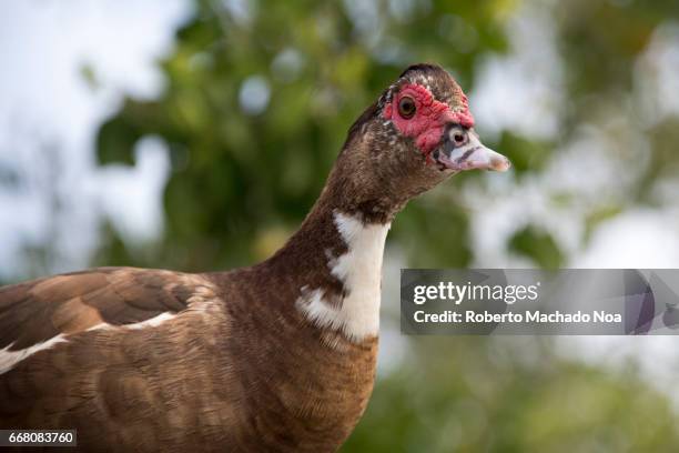 feral, domestic muscovy duck in the countryside. the bird is seen in the backyard of a cuban family-tunas de zaza, sancti spiritus, cuba - zaza stock pictures, royalty-free photos & images