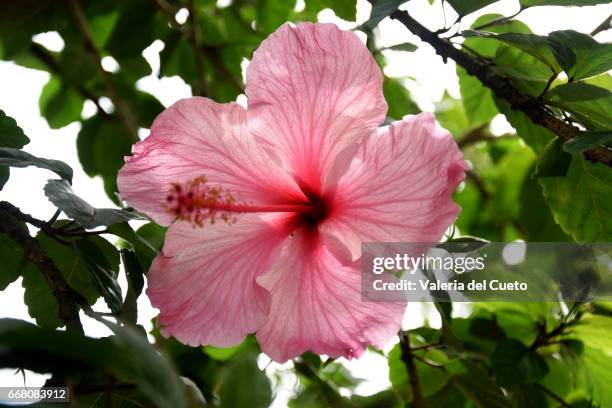 hibisco rosa - rosa flor stock pictures, royalty-free photos & images