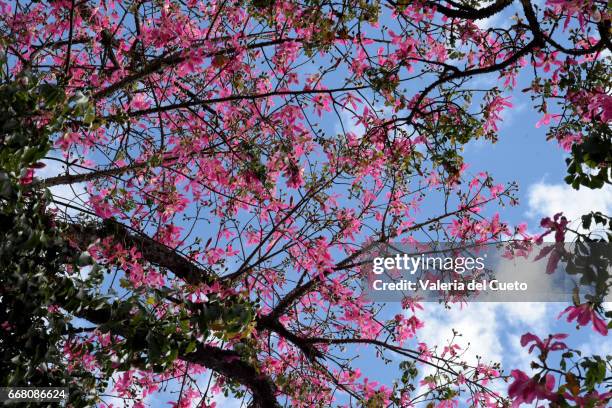 flores rosas  e céu azul - paisagem stock pictures, royalty-free photos & images