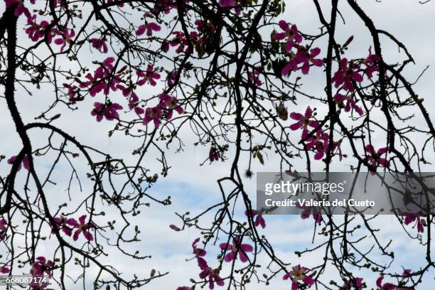 árvore florida e o céu - fronteira foto e immagini stock