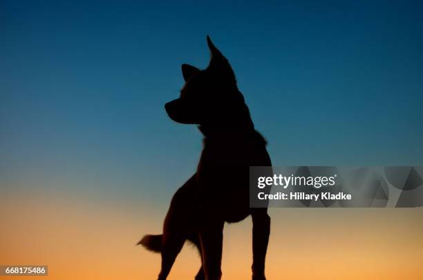 chihuahua silhouette looking to the left - chihuahua stock-fotos und bilder