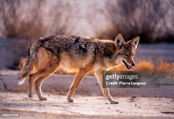 wild coyote in roaming in badwater - death valley national park, usa - coyote stock pictures, royalty-free photos & images