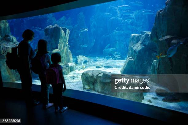 mother and daughters looking at the fish in a big aquarium - zoo imagens e fotografias de stock