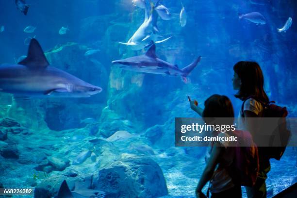 girls looking at the fish in a big aquarium - thinktank stock pictures, royalty-free photos & images