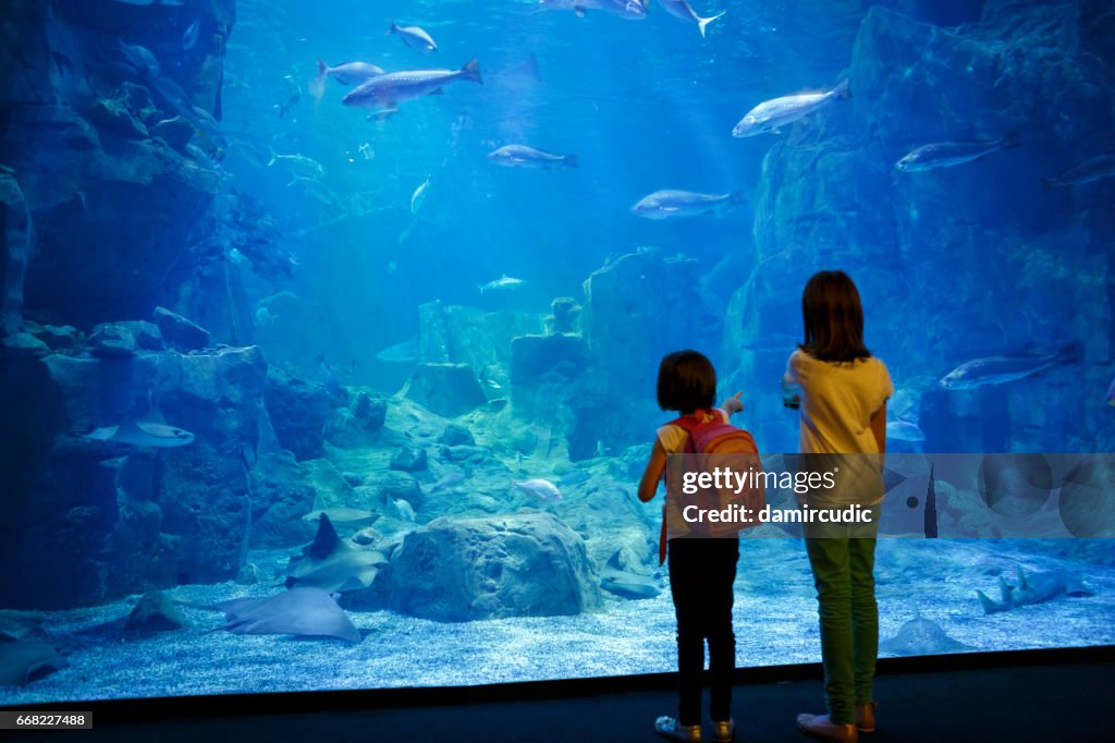 Filles recherchant le poisson dans un grand aquarium