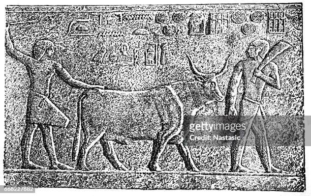 ancient egypt agriculture - ancient plow stock illustrations