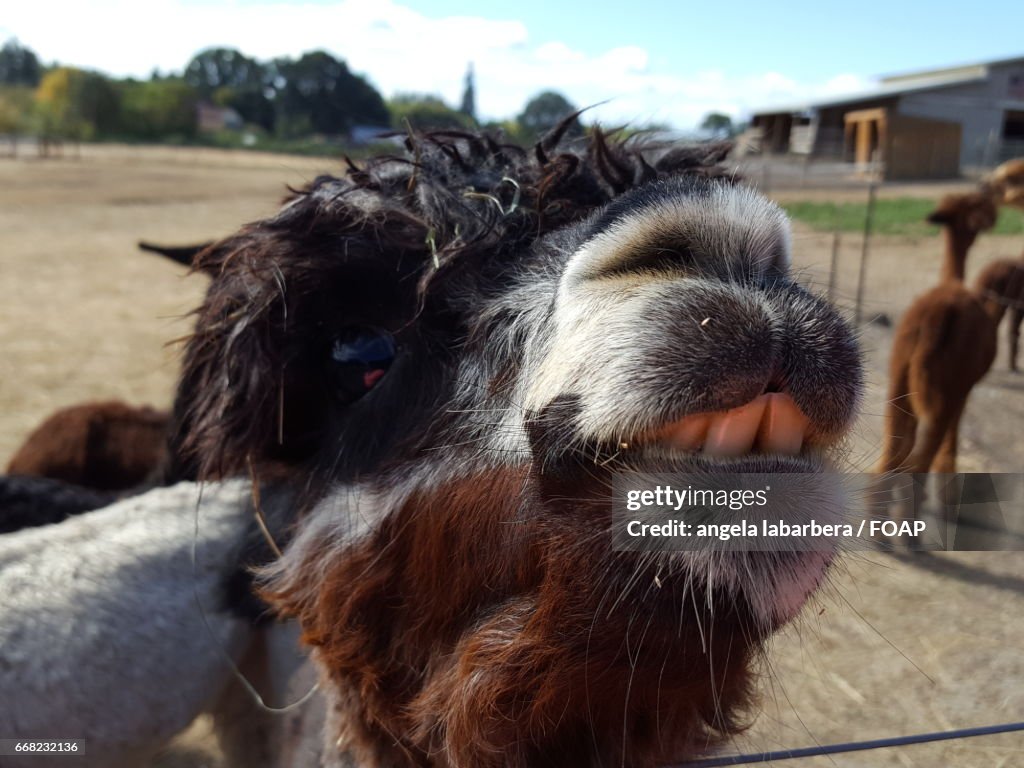 Close-up of alpacas
