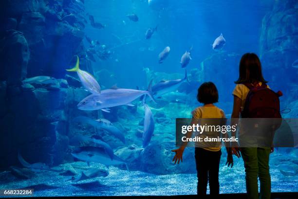 mädchen auf der suche auf die fische in einem großen aquarium - kinder zoo stock-fotos und bilder