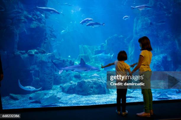 girls looking at the fish in a big aquarium - thinktank stock pictures, royalty-free photos & images