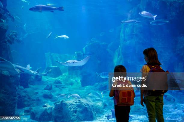 girls looking at the fish in a big aquarium - thinktank stock pictures, royalty-free photos & images