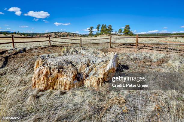 florissant fossil beds national monument, colorado, usa - fossil site stock pictures, royalty-free photos & images