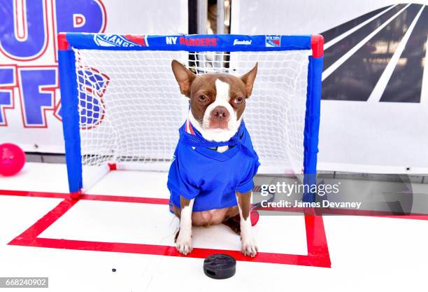 King Henrik attends MSG Network's Pup Playoffs contest to highlight the New York Rangers post-season run at Madison Square Garden on April 13, 2017...