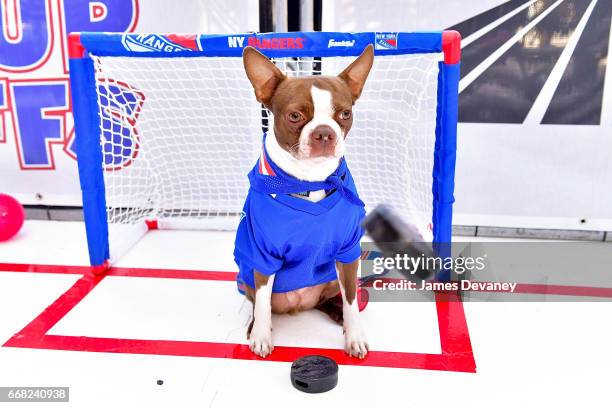 King Henrik attends MSG Network's Pup Playoffs contest to highlight the New York Rangers post-season run at Madison Square Garden on April 13, 2017...