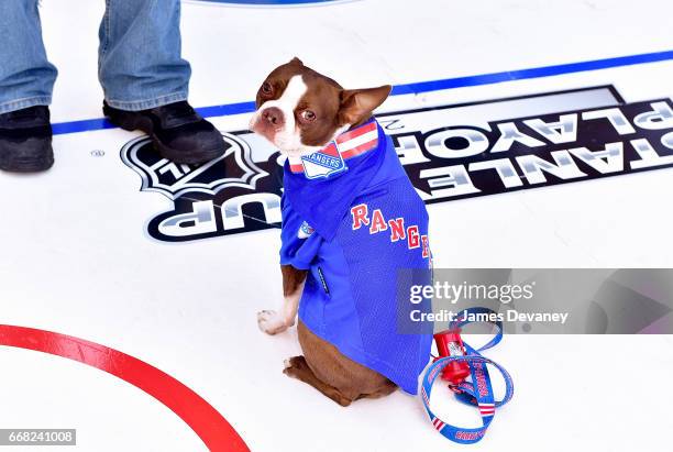 King Henrik attends MSG Network's Pup Playoffs contest to highlight the New York Rangers post-season run at Madison Square Garden on April 13, 2017...