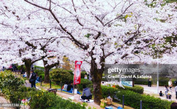 people enjoying hanami (cherry blossom viewing party) under the cherry blossoms - 愛知県 stock pictures, royalty-free photos & images