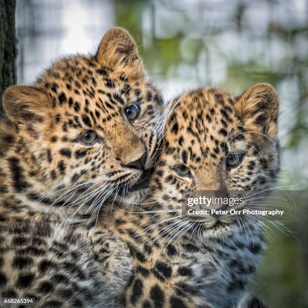 amur leopard cubs - amur leopard stock pictures, royalty-free photos & images