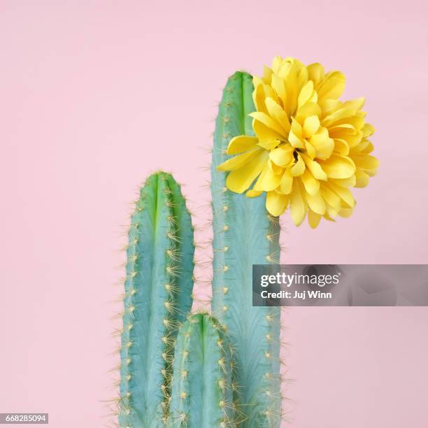 blue cacti with yellow flower - cactus stock-fotos und bilder