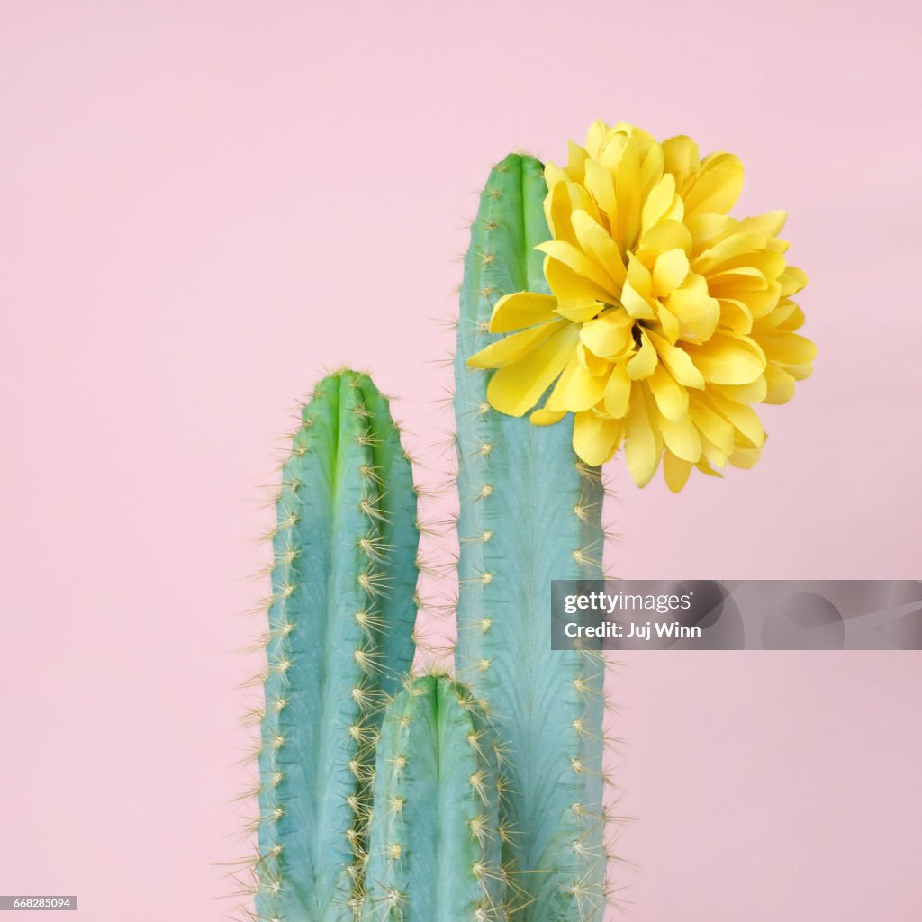 Blue cacti with yellow flower