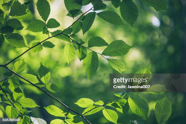 feuilles vertes fond  - feuille verte photos et images de collection
