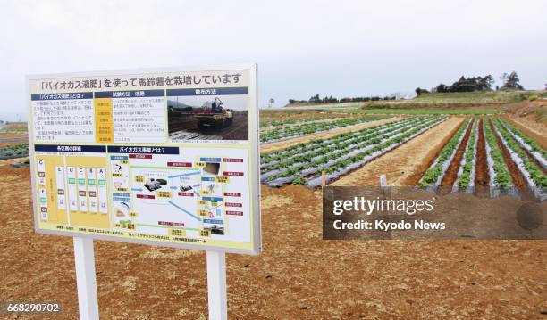 Photo shows a potato field in Nagashima, Kagoshima Prefecture, southwestern Japan, in February 2017. Liquid residues from local biogas power...